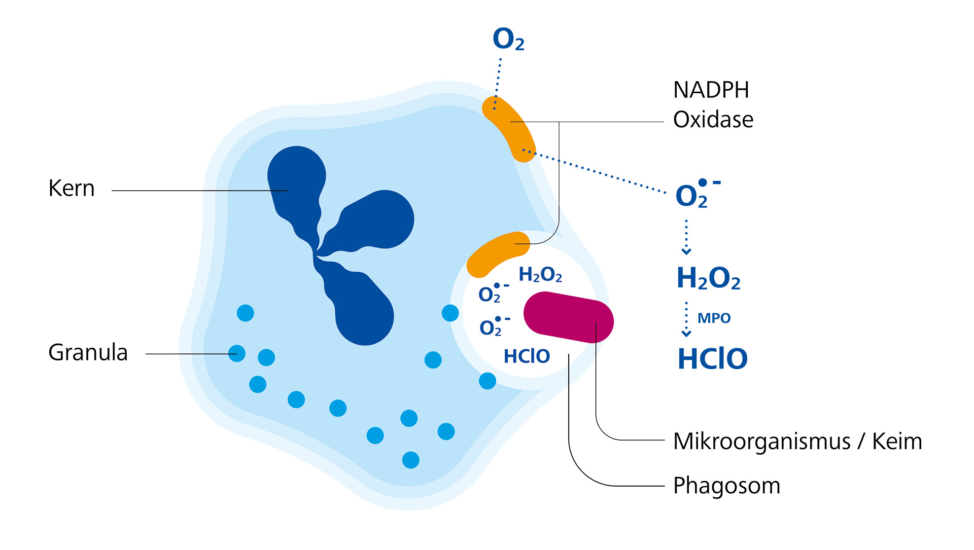 Schematische Darstellung der HClO-Generierung als Immunantwort in weißer Blutzelle